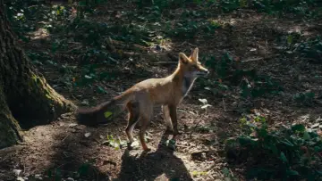 Zasłona do filmu "Taniec lisów" #770516