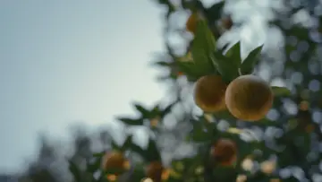Zasłona do filmu "Miedziaki" #598722