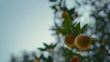 Zasłona do filmu "Miedziaki" #598747