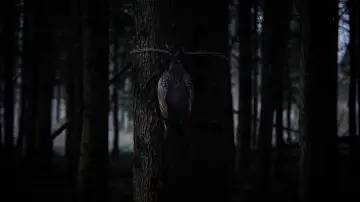 Zasłona do filmu "Bambi: The Reckoning" #445154