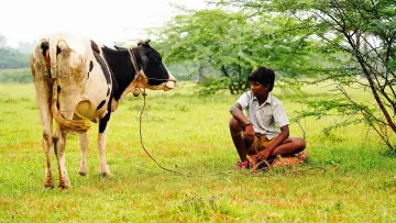 Zasłona do filmu "வாழை" #1152476