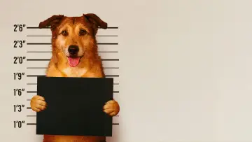 Zasłona do filmu "Pies na ławie oskarżonych" #591038