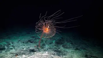 Zasłona do filmu "Głębie oceanów" #498498