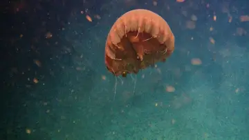 Zasłona do filmu "Głębie oceanów" #498499