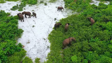 Zasłona do filmu "Rainforest First: Climate Protection in Central Africa" #1144641