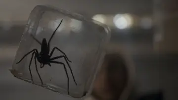 Zasłona do filmu "Robactwo" #755668