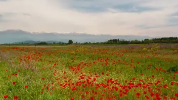 Zasłona do filmu "Kwiecień" #982966