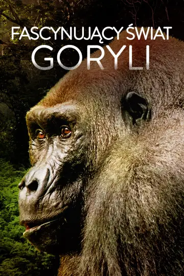 Fascynujący świat goryli