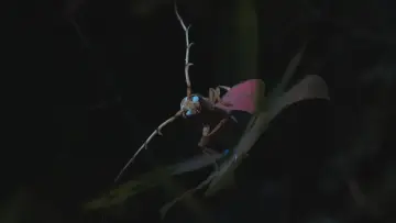Zasłona do filmu "Mystérieux insectes, sur la piste des origines" #482089