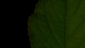 Zasłona do filmu "Salvia Divinorum: A Western Approach" #1615985