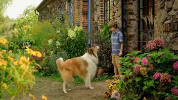 Zasłona do filmu "Lassie. Nowe przygody" #196150