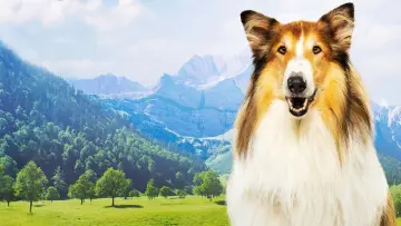 Zasłona do filmu "Lassie. Nowe przygody" #196151