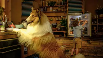 Zasłona do filmu "Lassie. Nowe przygody" #479505