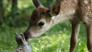 Zasłona do filmu "Bambi. Opowieść leśna" #654727
