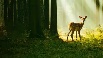 Zasłona do filmu "Bambi. Opowieść leśna" #654730