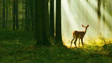 Bambi. Opowieść leśna