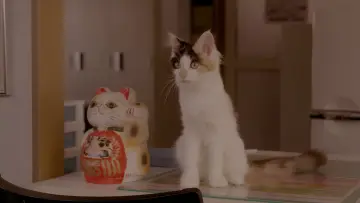 Zasłona do filmu "Kot do wynajęcia" #1577998