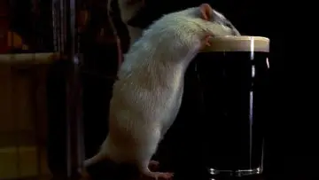 Zasłona do filmu "Rat" #647730