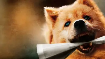 Zasłona do filmu "忠犬八公" #472159