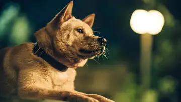Zasłona do filmu "忠犬八公" #756943