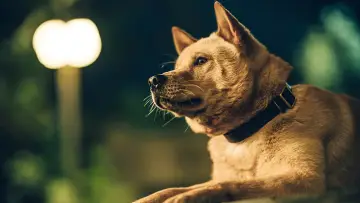 Zasłona do filmu "忠犬八公" #756944