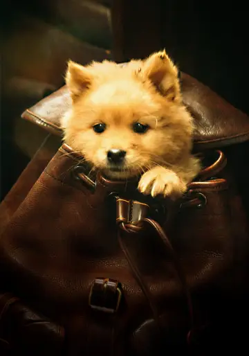忠犬八公
