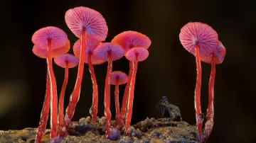 Zasłona do filmu "Fungi: The Web of Life" #356787