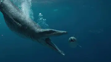 Zasłona do filmu "Attenborough and the Giant Sea Monster" #197782
