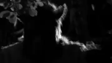 Goatman