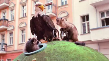 Zasłona do filmu "Akiko, latająca małpka" #982925