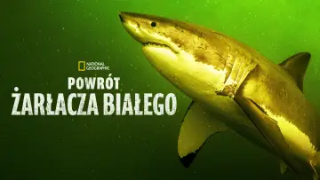 Zasłona do filmu "Powrót rekina białego" #1857534