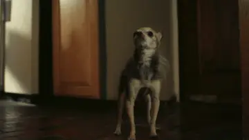 Zasłona do filmu "Poof" #367229