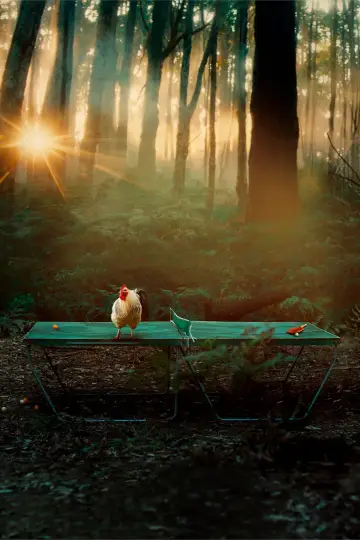 The Rooster