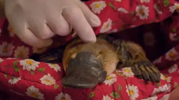Zasłona do filmu "The Platypus Guardian" #1619286
