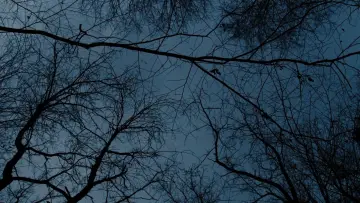 Zasłona do filmu "Limbo" #449447