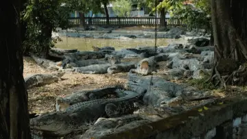 Zasłona do filmu "Air Mata Buaya" #819767