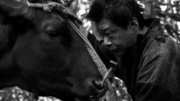 Zasłona do filmu "黒の牛" #543240