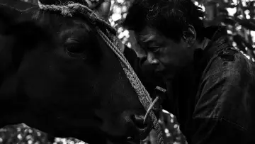 Zasłona do filmu "黒の牛" #543241