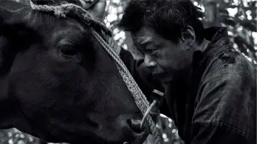 Zasłona do filmu "黒の牛" #543242