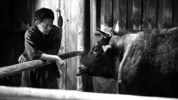 Zasłona do filmu "黒の牛" #543243