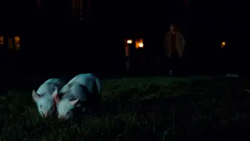 Zasłona do filmu "Piglady" #498955