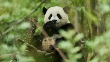 Zasłona do filmu "Moon le panda" #590032
