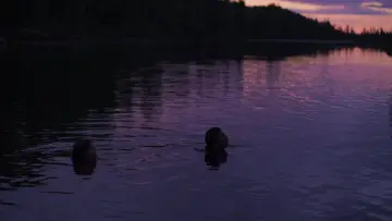 Zasłona do filmu "Soleils Atikamekw" #1086521
