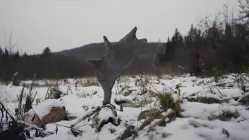 Zasłona do filmu "Festin boréal" #1076685