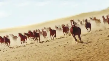 Zasłona do filmu "Dogonić marzenia" #499954