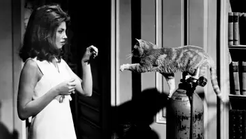 Zasłona do filmu "Eye of the Cat" #1042757