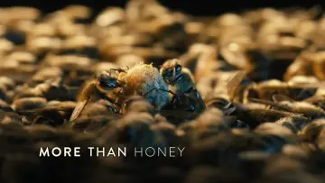 Zasłona do filmu "Więcej niż miód" #1873038