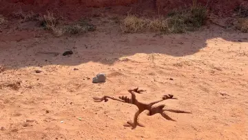 Zasłona do filmu "Coyote vs. Acme" #627554