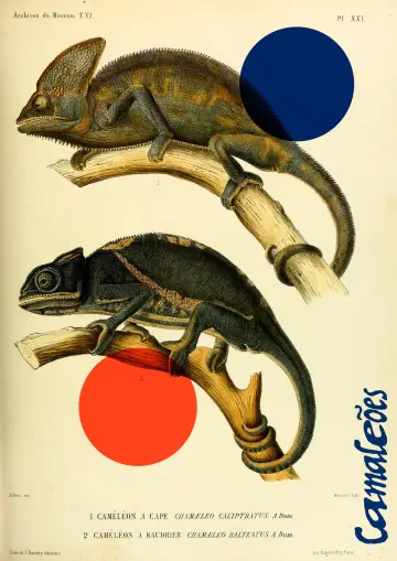 Plakat do filmu "Camaleões" #1167066