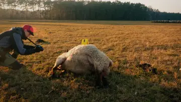 Zasłona do filmu "Im Land der Wölfe" #449068